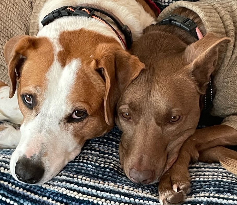 TOP 10 BEST PRODUCTS FOR DOGS