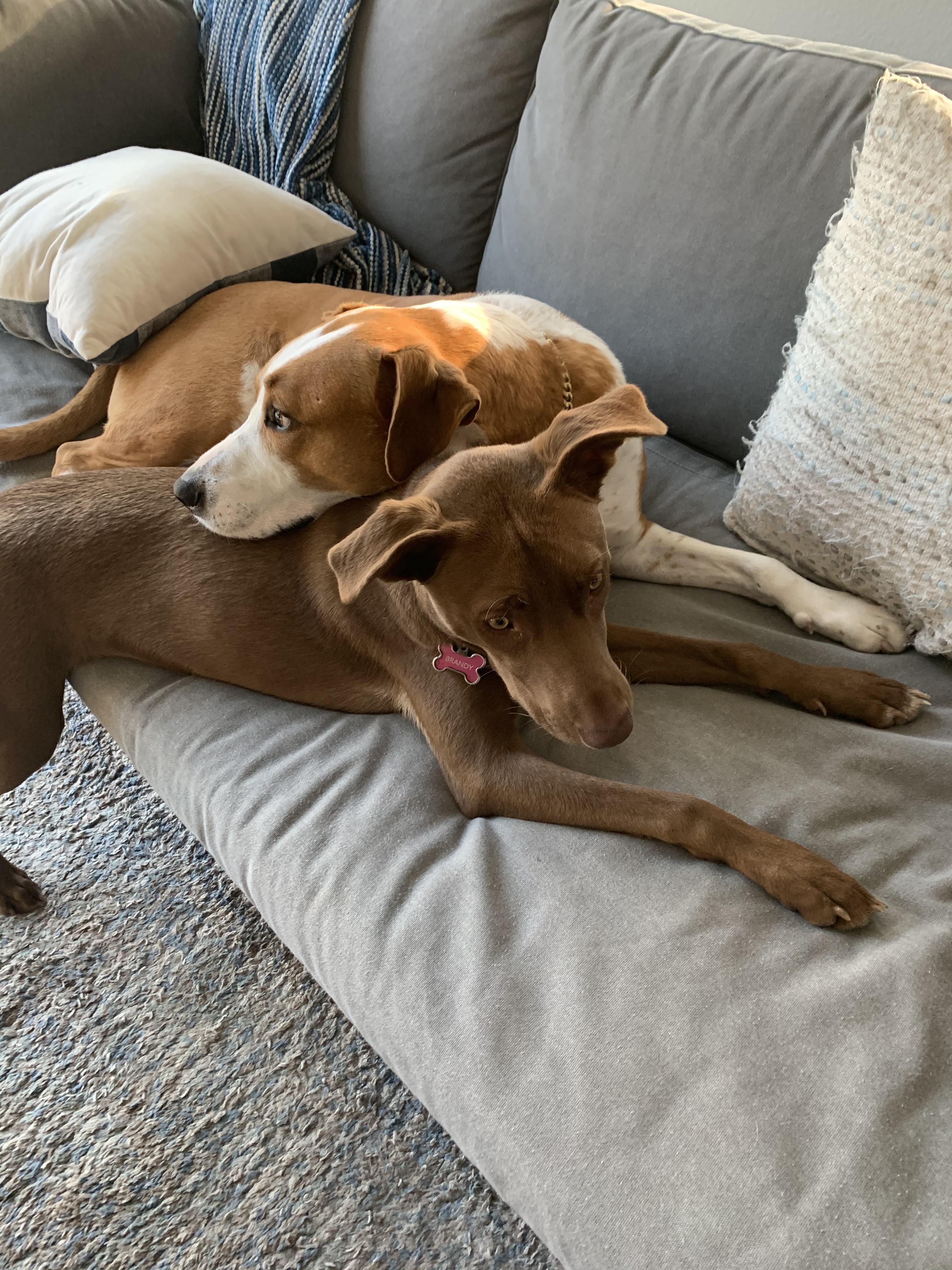 Connecting Furry Friends Through Compassion and Care