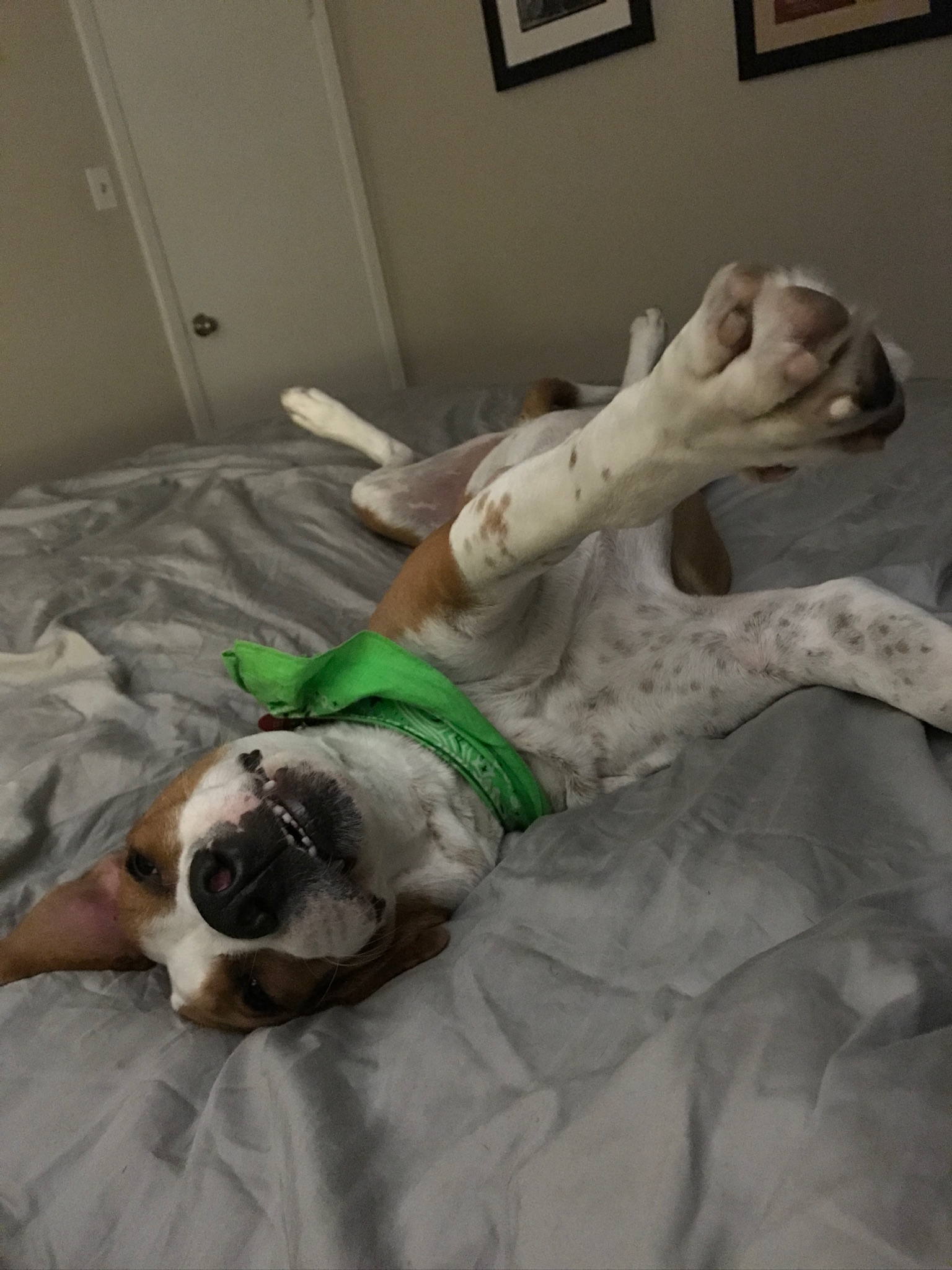 How This Dog Mom Is Winning the Battle Against Canine Allergies