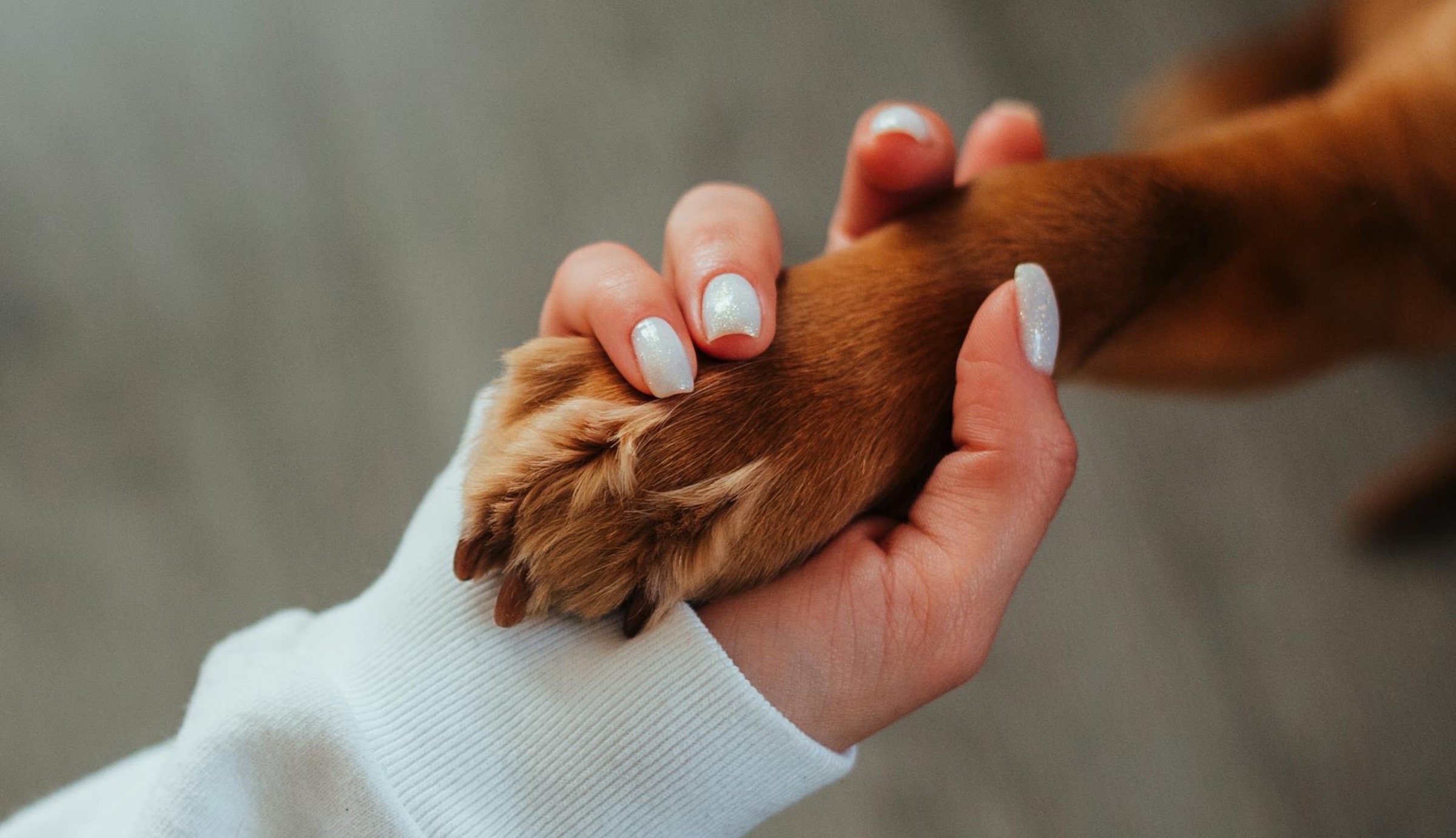 Handling the Loss of a Pet