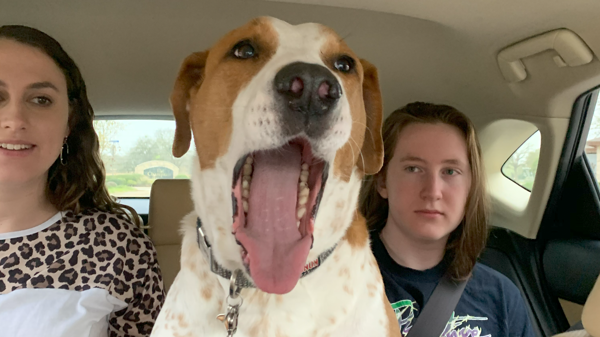 Conversations With My Dogs: A Tale of Talks, Tails, and Tushy Bones