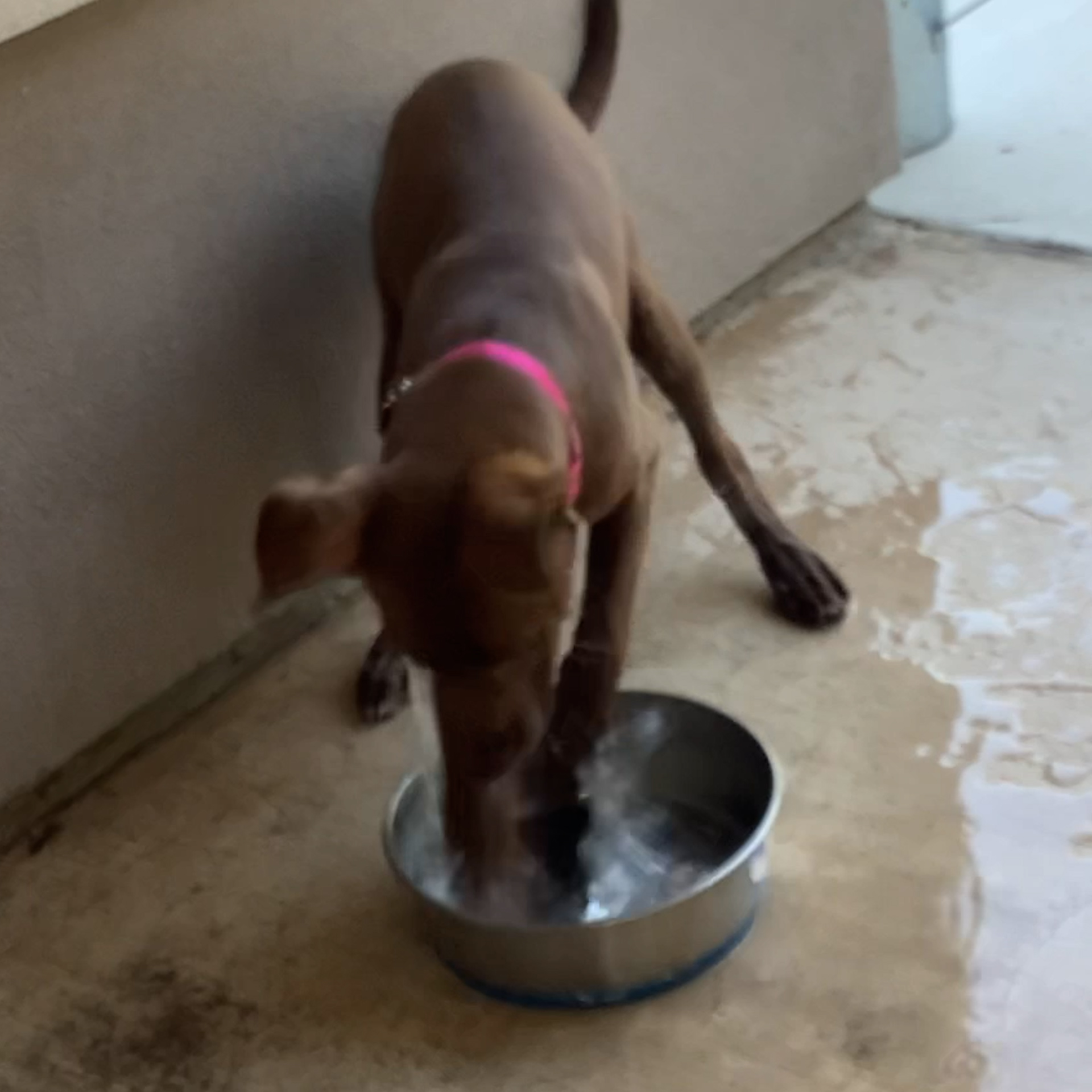 Does Your Dog Drink Enough Water?