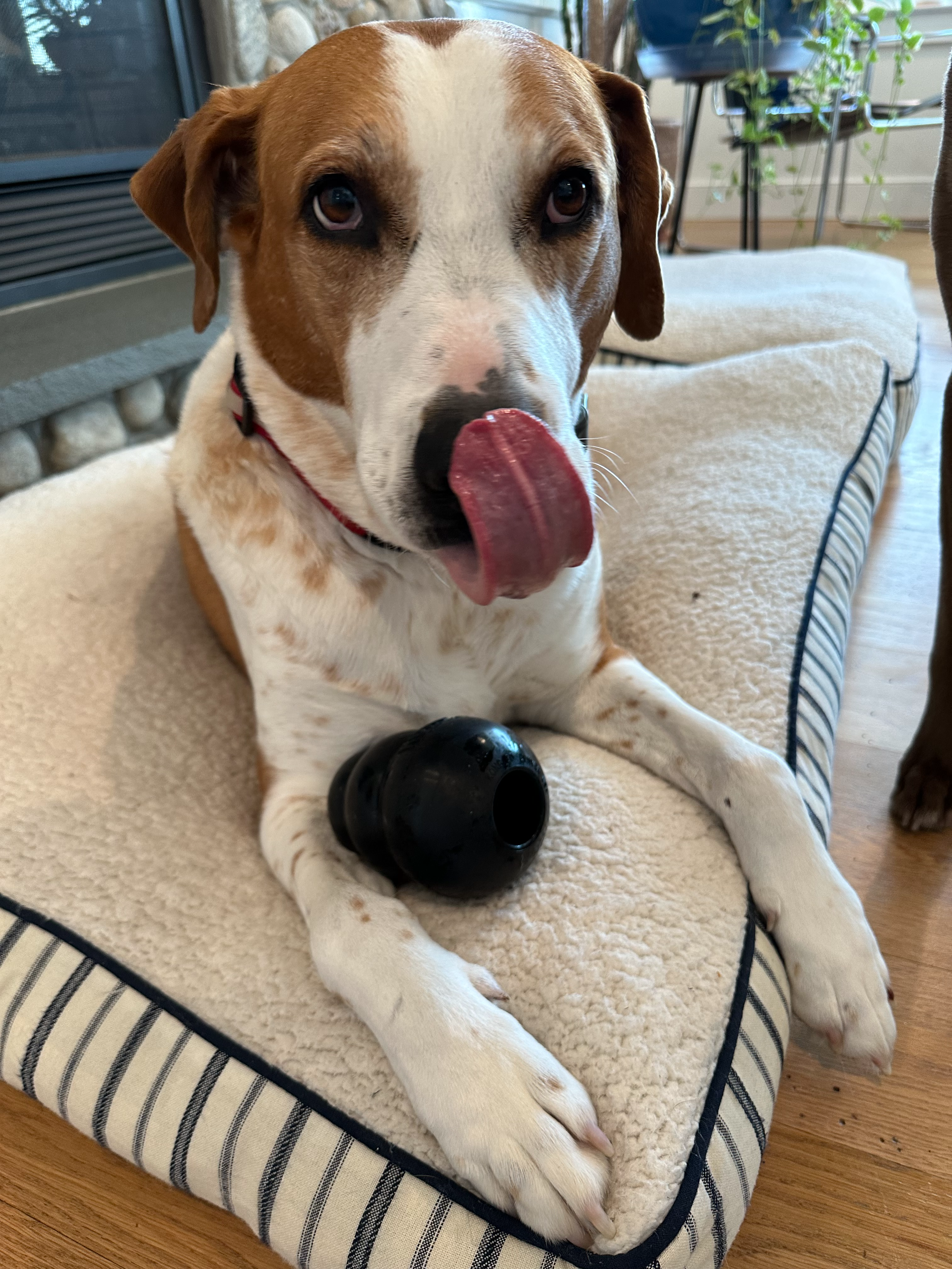 How Much Peanut Butter Is Too Much for Your Dog?