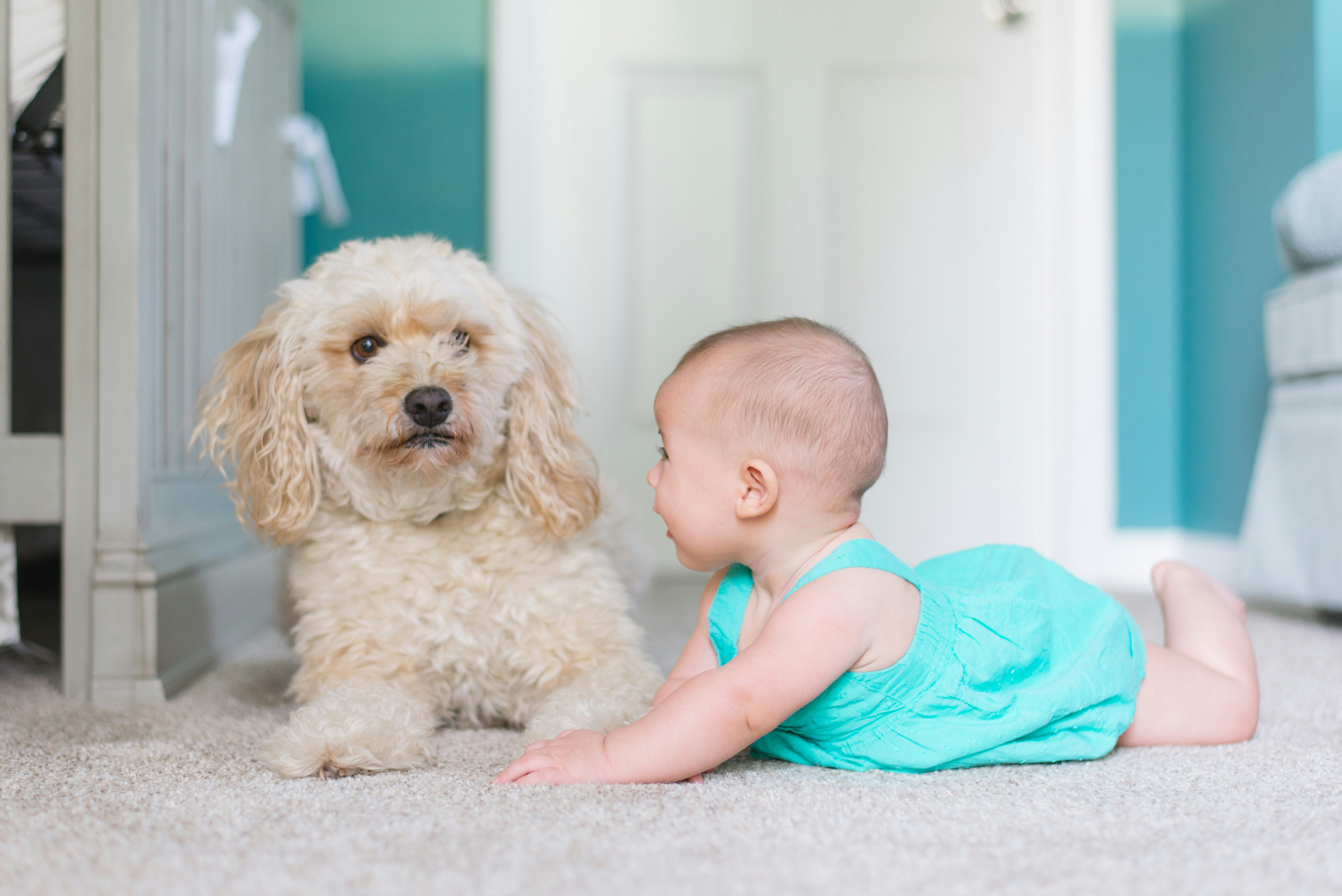 Having a Baby? Five Ways to Handle the Question, “When Are You Giving Up Your Pets?”