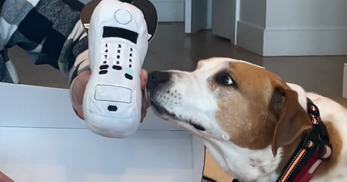 My Top 5 Dog Subscription Boxes