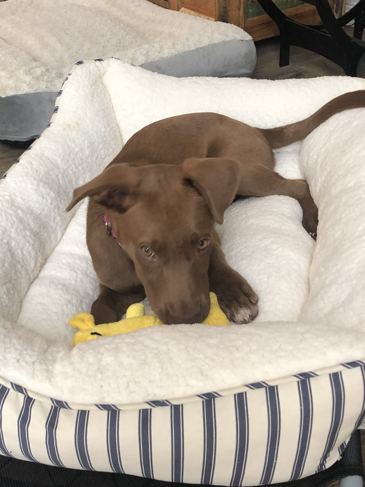 Finding Brandy: A Rescue Dog Adoption Story