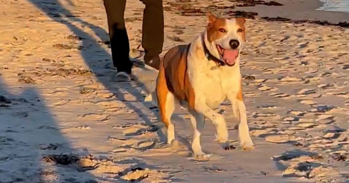 5 Must-Have Dog Products for Summer