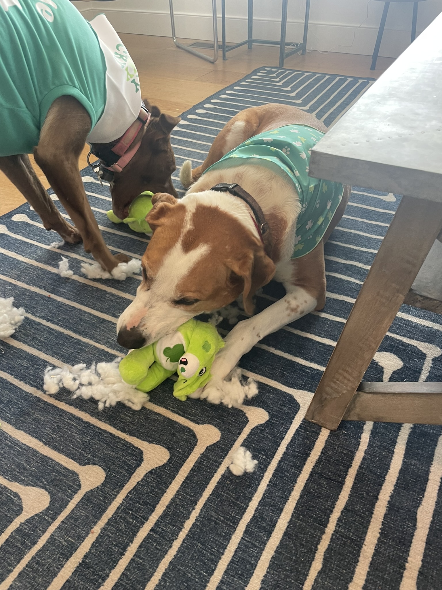 Aggressive Chewers Need Indestructible Toys, and Advice for a Dog Who Won’t Use the Doggie Door