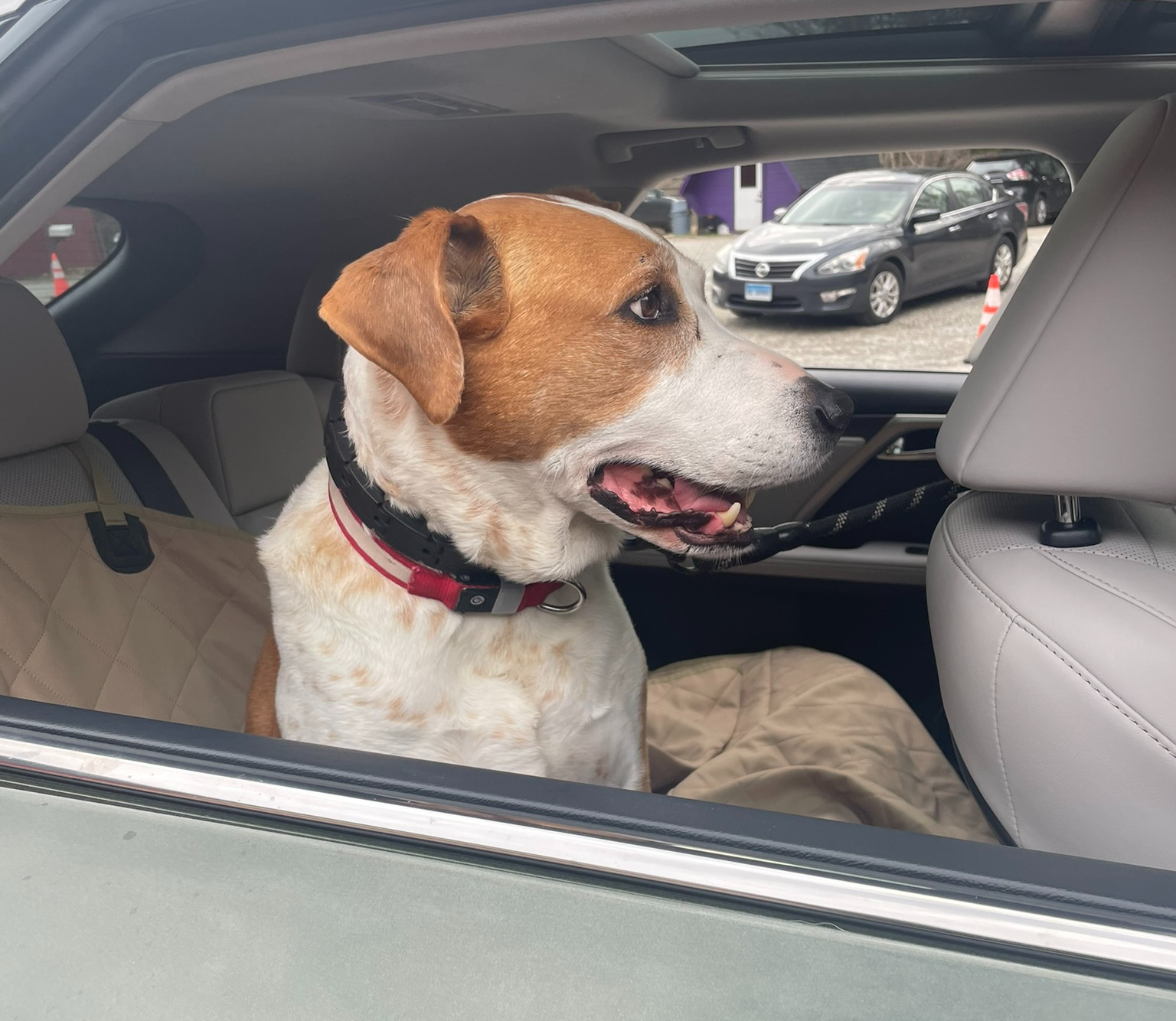 Different Types of Dog Collars: Which Type of Collar Is Right for Every Pup