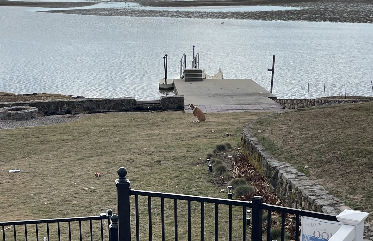 The Best Technology for Dog Products: How I Keep Up with Beau and Brandy (and Their Shenanigans) – Part 1