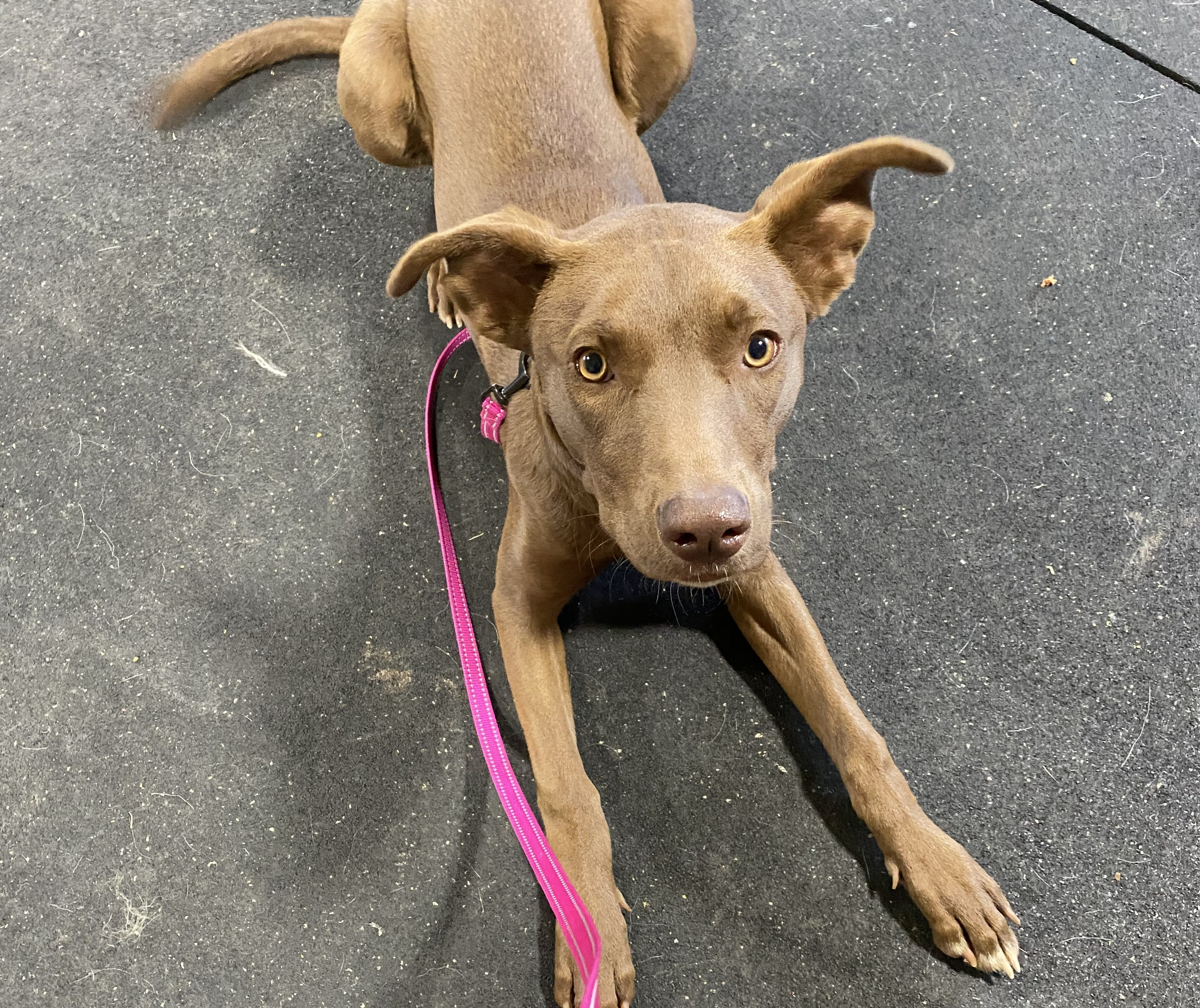 The Importance of AirTags for Your Dogs: Keeping Your Pet Safe and Easy to Track