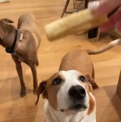 Beau is a very good boy and deserves a rawhide