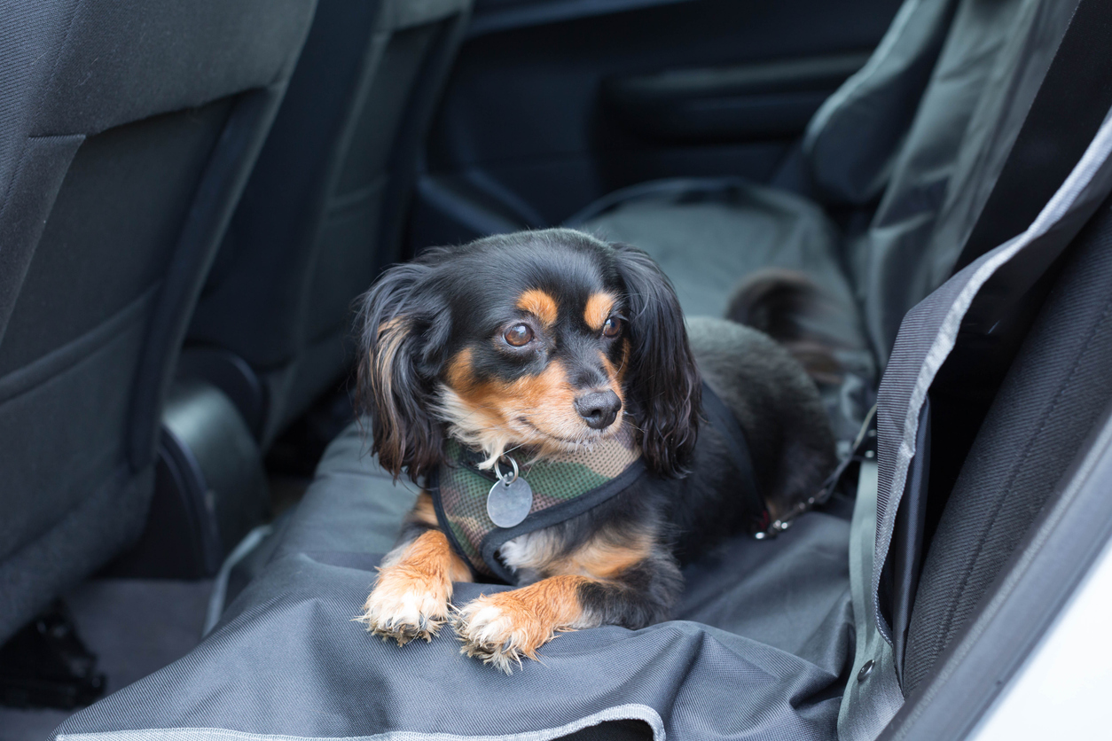 Car Sick Dog? How to Help Your Dog Enjoy the Ride