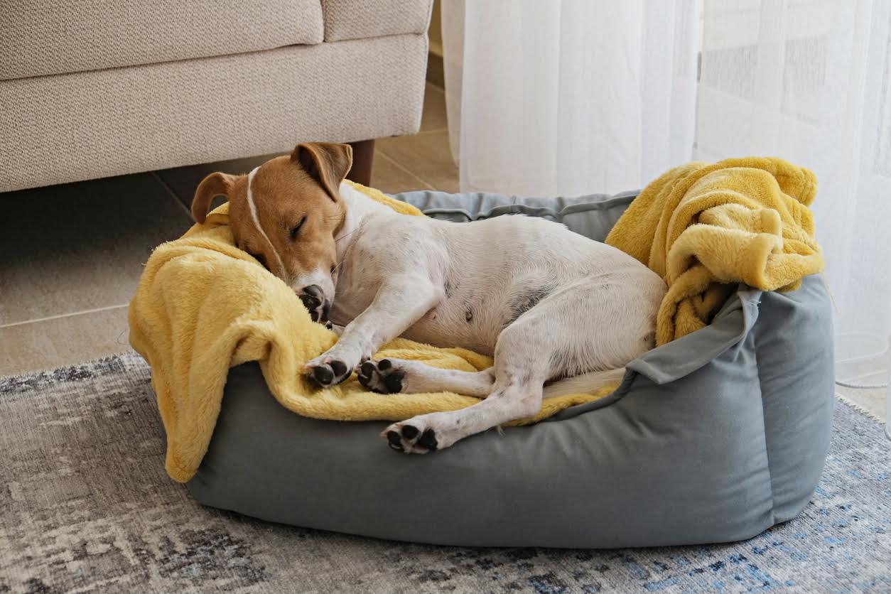 Creating a Cozy Den: Helping Your Dog Feel Safe and Comfortable in His Own Space