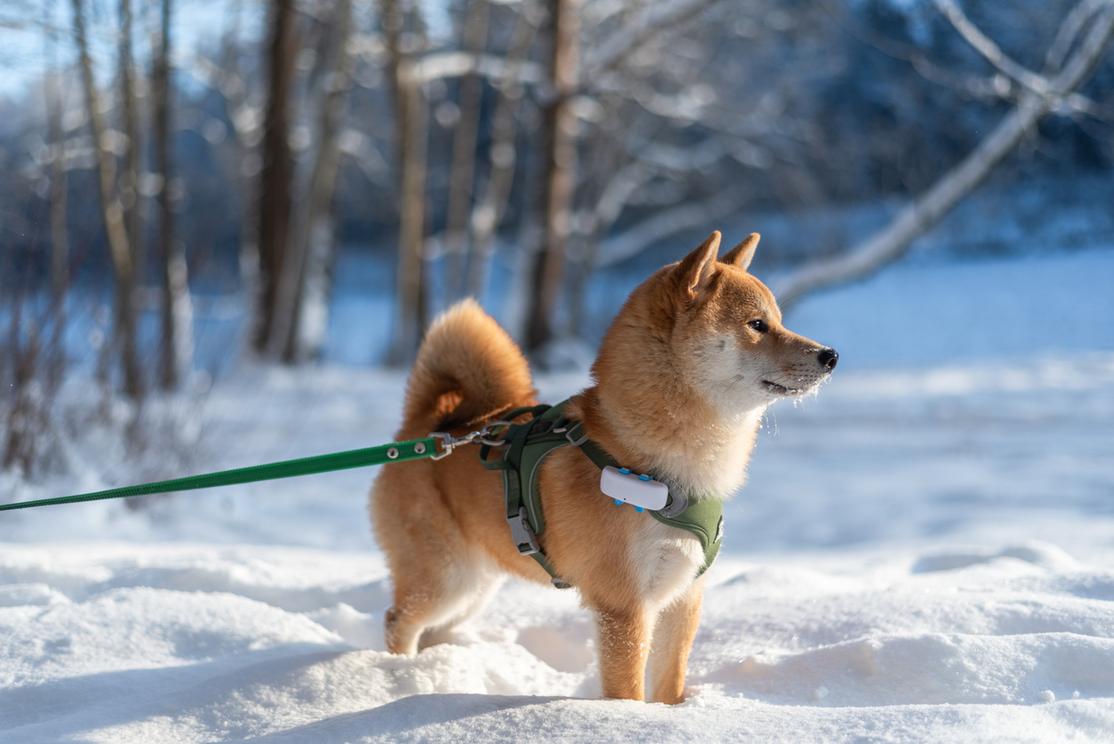 When is it Too Cold to Walk a Short-Haired Dog?